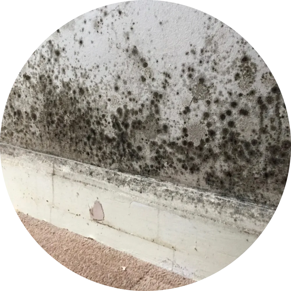 Traitement Humidité - Moisissures noires sur mur
