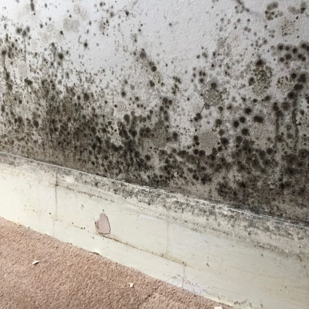 Traitement Humidité - Moisissures noires sur mur